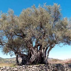 A Rare Fruit – Manzanilla Cacereña Olives Image