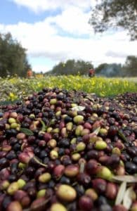 Olives at the Les Moulin Mahjoub farm