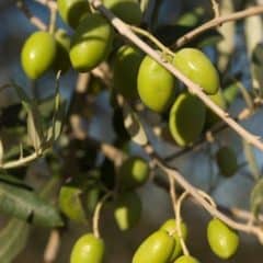 Les Moulins Mahjoub, Makers of Ancient Tunisian Olive Oil Image