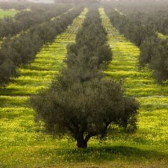 Curing Olives the Slow and Patient Way by Les Moulins Mahjoub Image