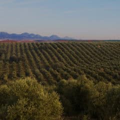 Meet our Producers: Fadrique from Marqués de Valdueza! [quarantine video] Image