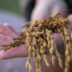 Celebrating Our Women-Owned Producers Image