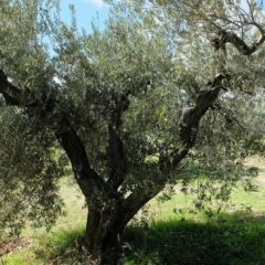 CastelineS Olive Oil: A Blend of the Pure and the Technical Image