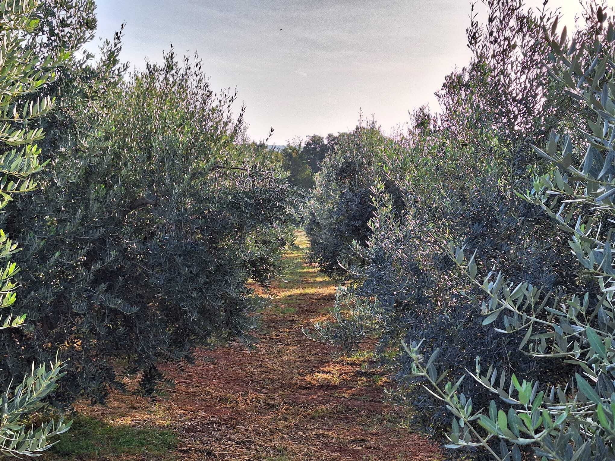 Catalog Rogers Collection